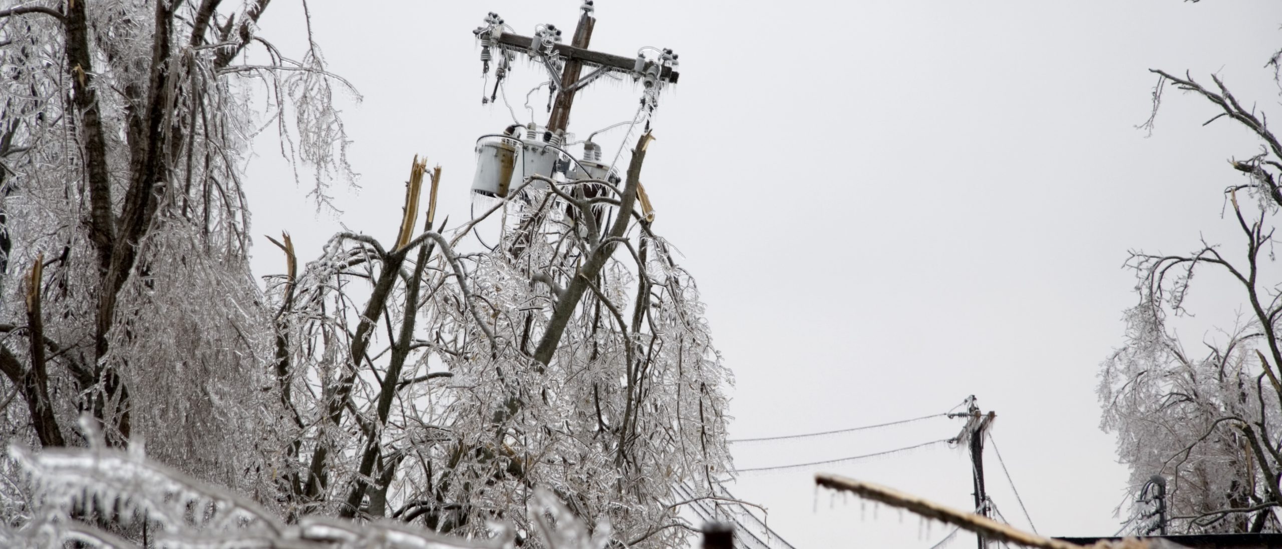 icy trees and power lines.