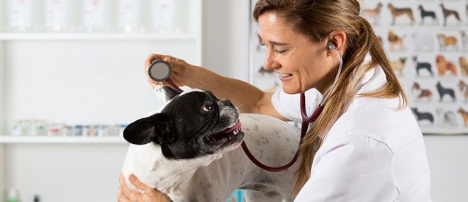 Vet with dog and stethoscope