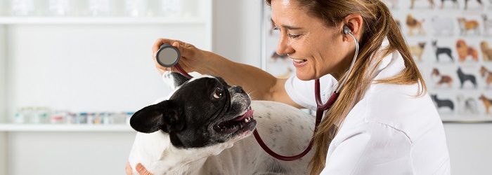 Vet with dog and stethoscope