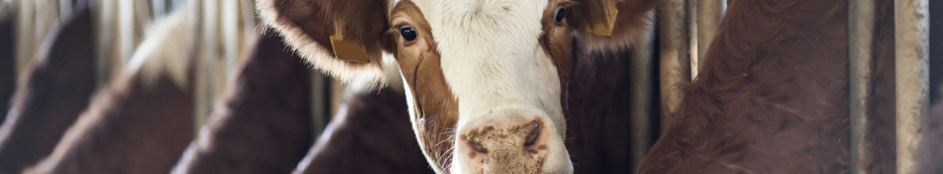 cows feeding.