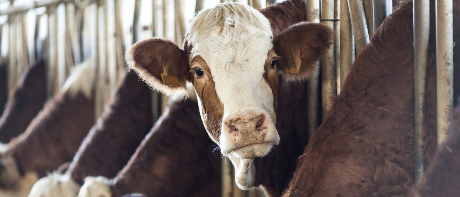 cows feeding.