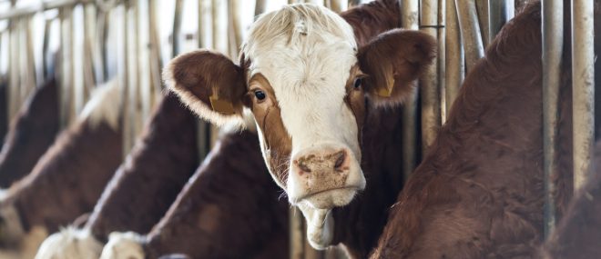 cows feeding.