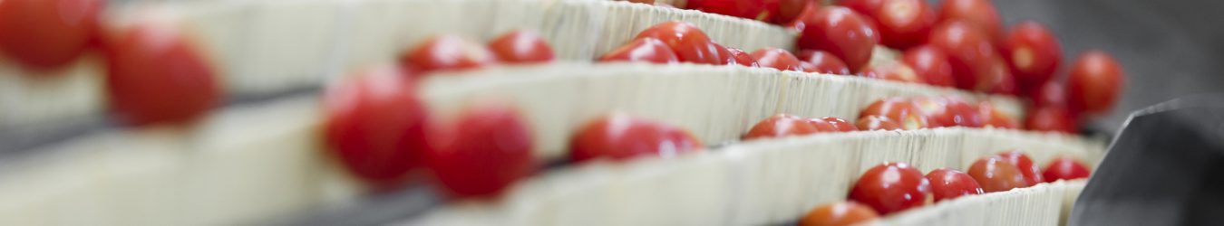 tomatoes on a conveyor belt.