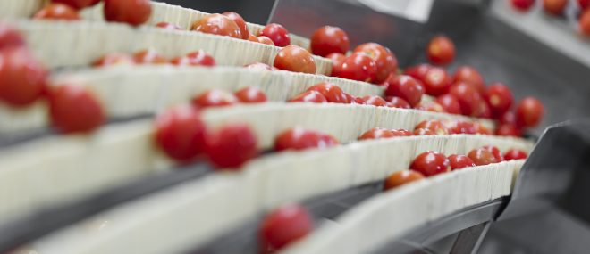 tomatoes on a conveyor belt.