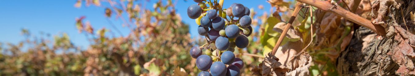 dry vineyard shows of climate change in Canada