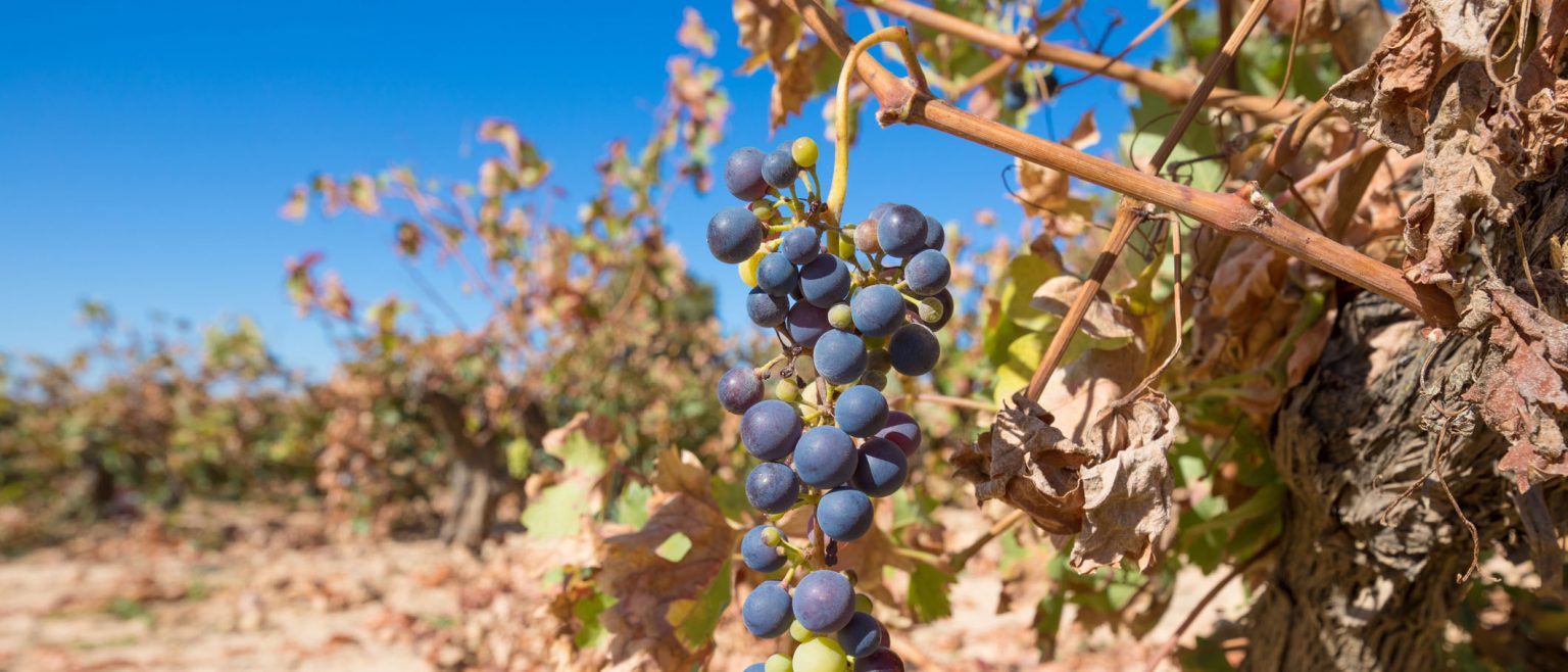 dry vineyard shows of climate change in Canada