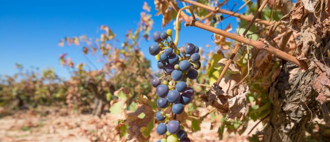 dry vineyard shows of climate change in Canada