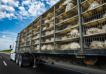 A transportation truck carrying live turkeys in a caged trailer.