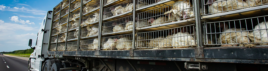 A transportation truck carrying live turkeys in a caged trailer.