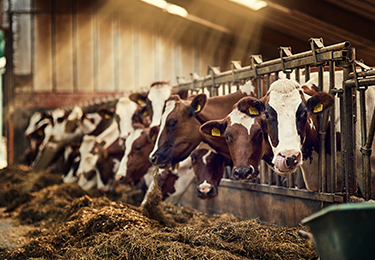 A group of cattle inside a barn, eating hay.