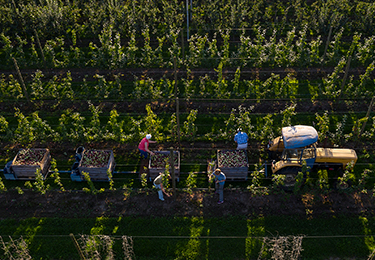 Farmers picking apples in an orchard.