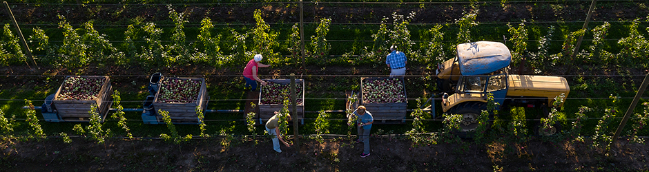 Farmers picking apples in an orchard.