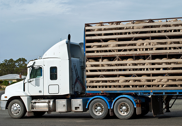 A truck carrying sheep in a caged trailer.