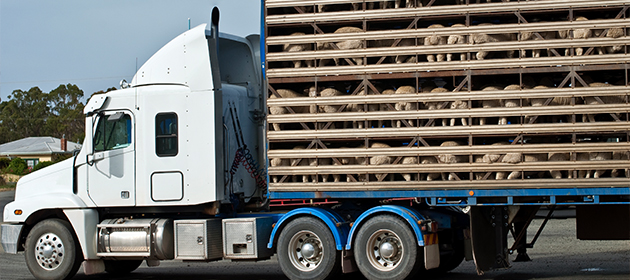 A truck carrying sheep in a caged trailer.