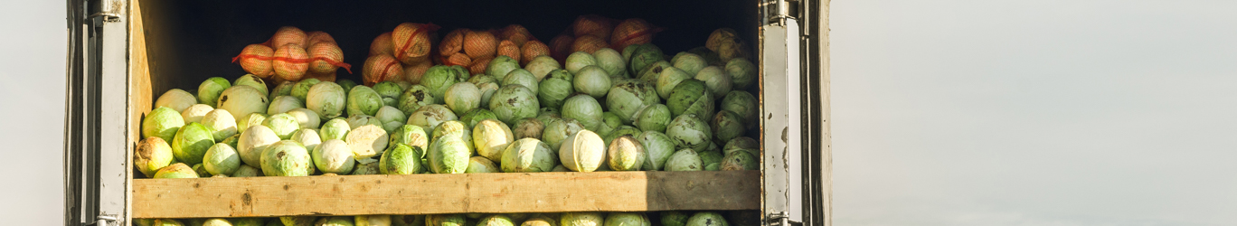 trailer full of cabbage